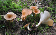 Clitocybe gibba