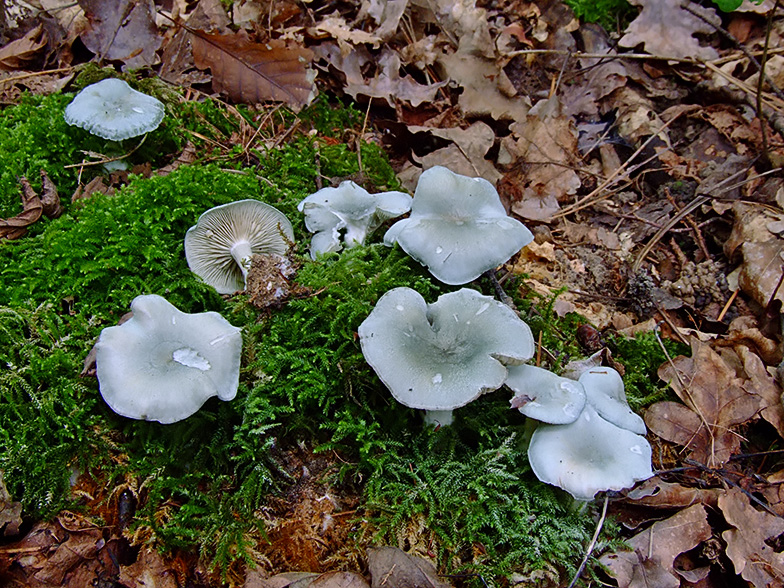 Clitocybe odora