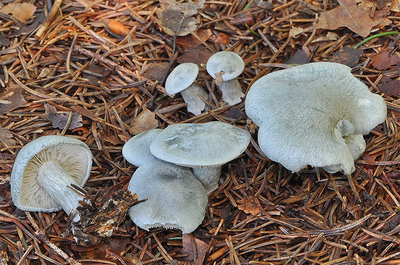 Clitocybe odora