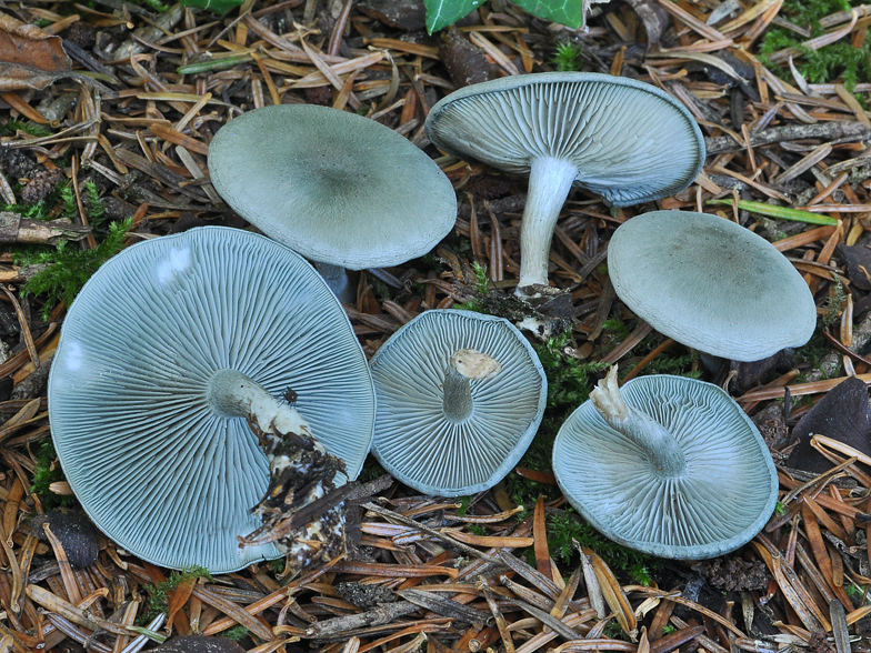 Clitocybe odora