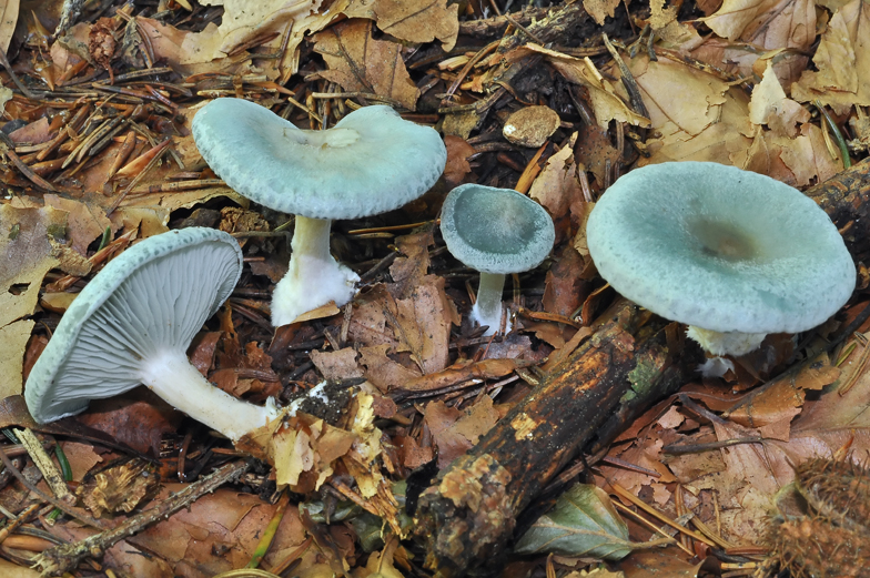 Clitocybe odora