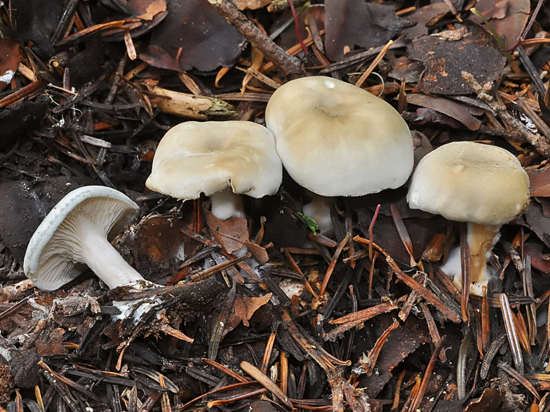 Clitocybe odora