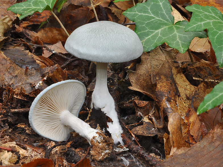 Clitocybe odora