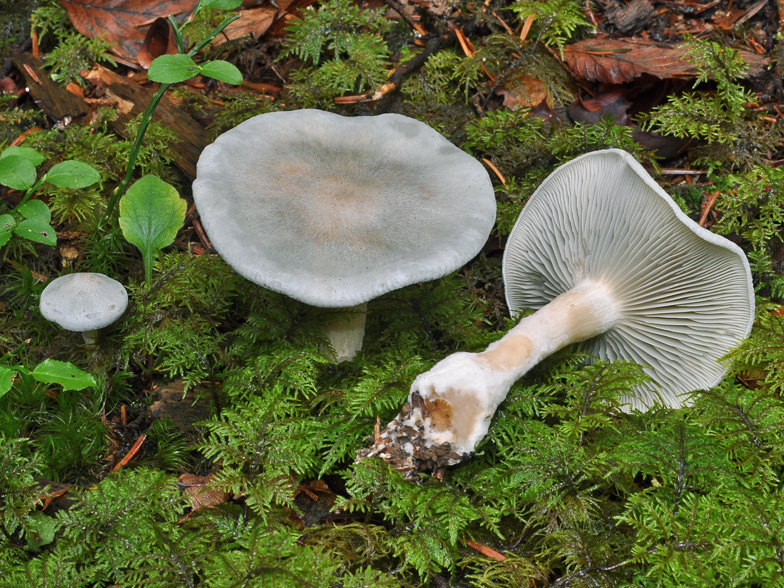 Clitocybe odora