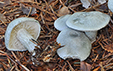 Clitocybe odora