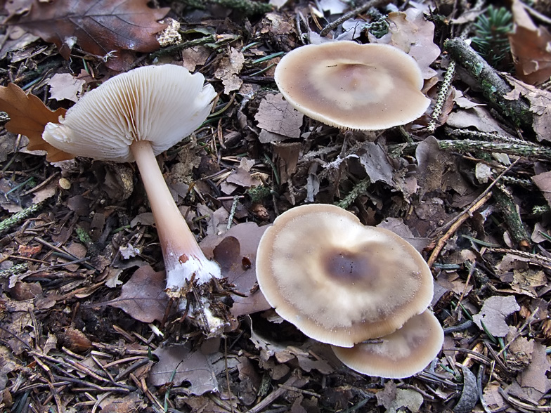 Collybia butyracea