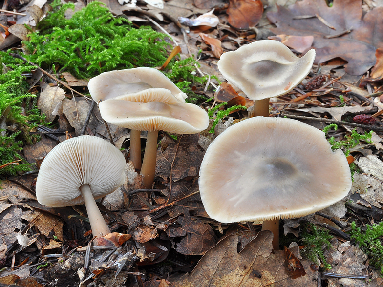 Collybia butyracea