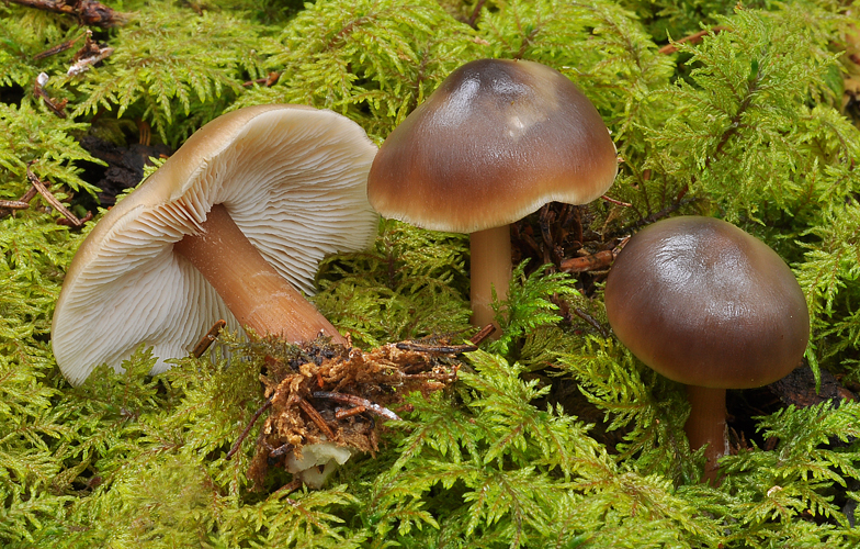 Collybia butyracea