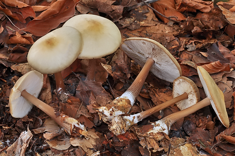 Collybia butyracea