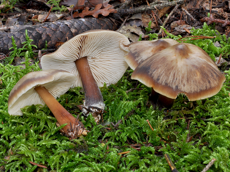 Collybia butyracea