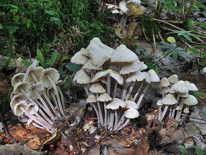 Collybia confluens