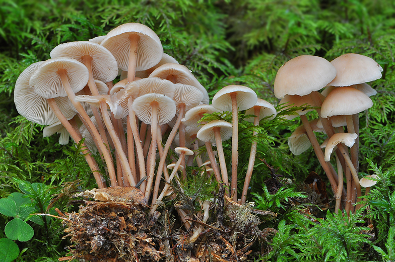 Collybia confluens