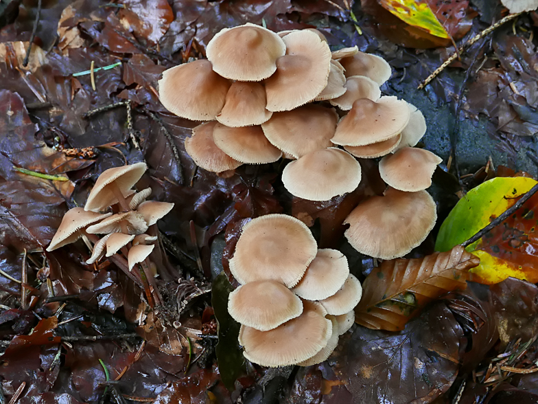 Collybia confluens