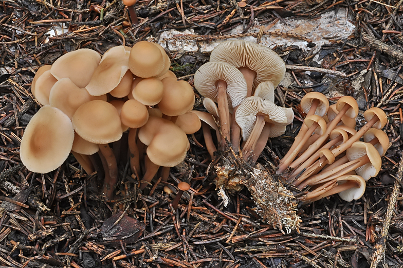 Collybia confluens