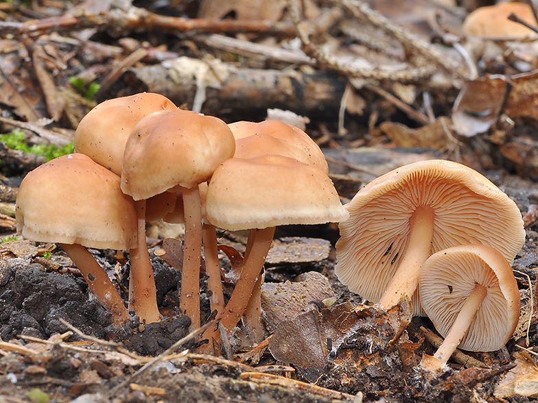 Collybia dryophila