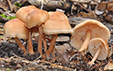 Collybia dryophila