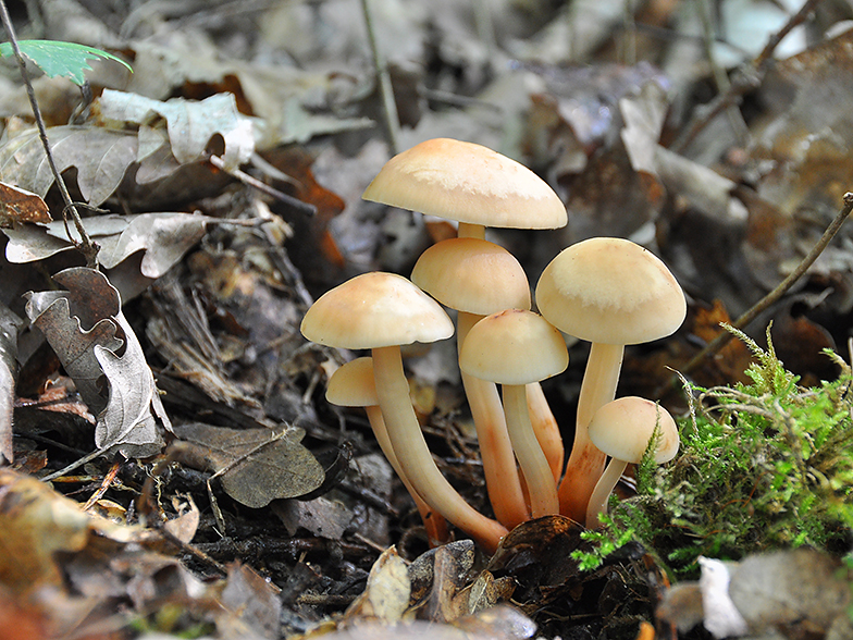 Collybia fusipes