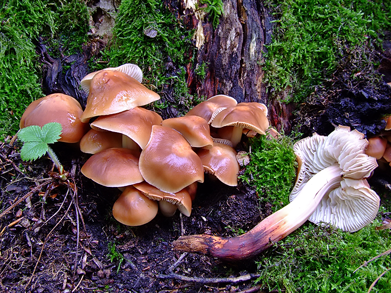 Collybia fusipes