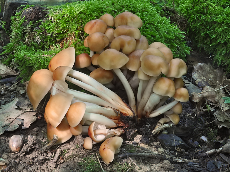 Collybia fusipes