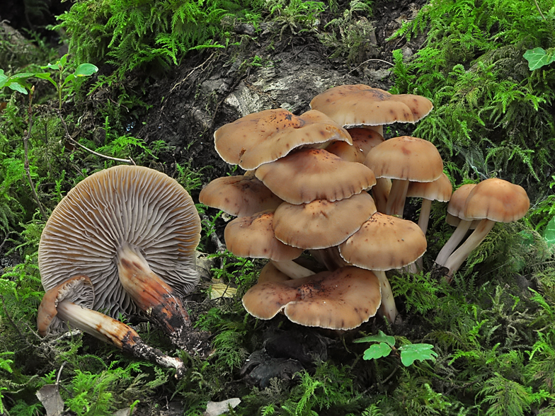 Collybia fusipes