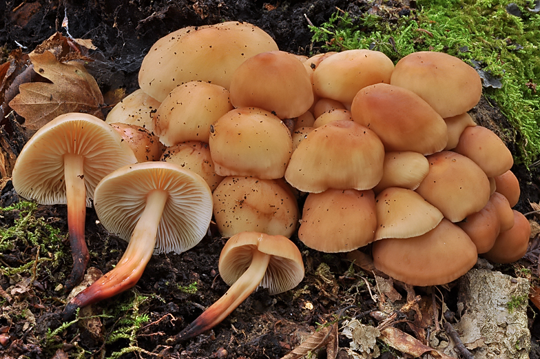 Collybia fusipes