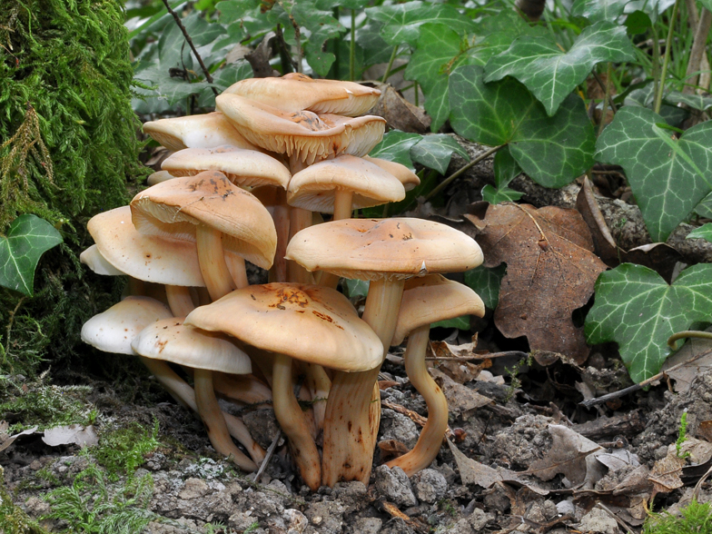 Collybia fusipes