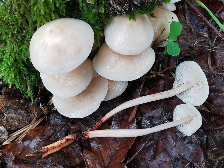 Collybia fusipes