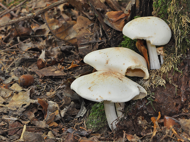 Collybia maculata