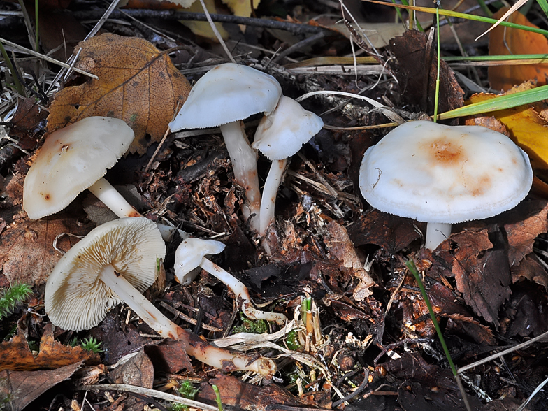 Collybia maculata