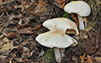 Collybia maculata