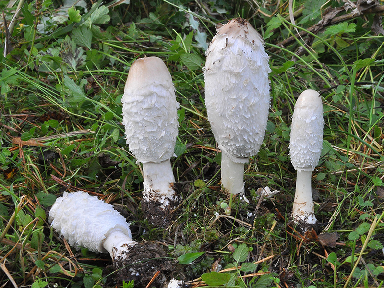 Coprinus comatus