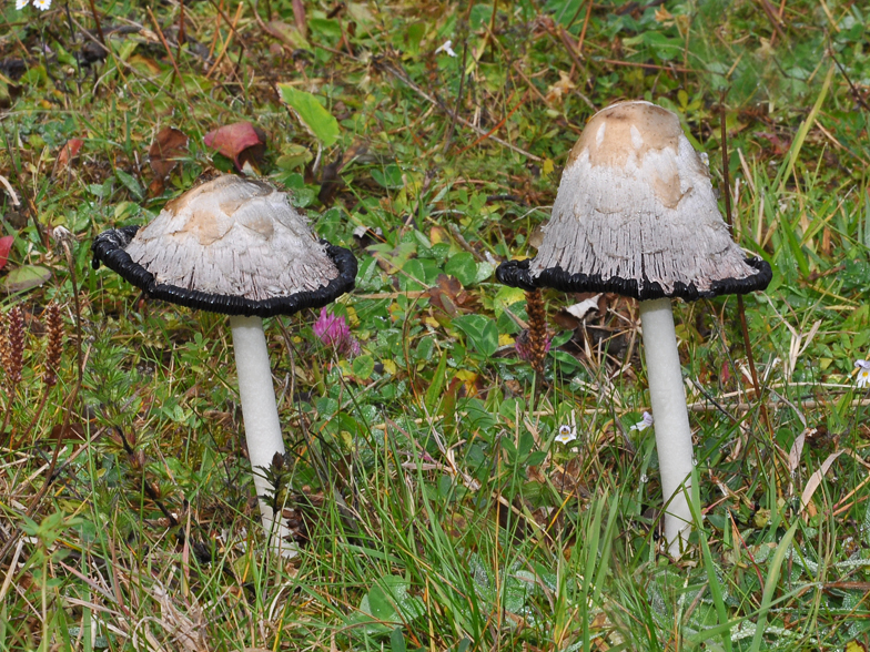 Coprinus comatus