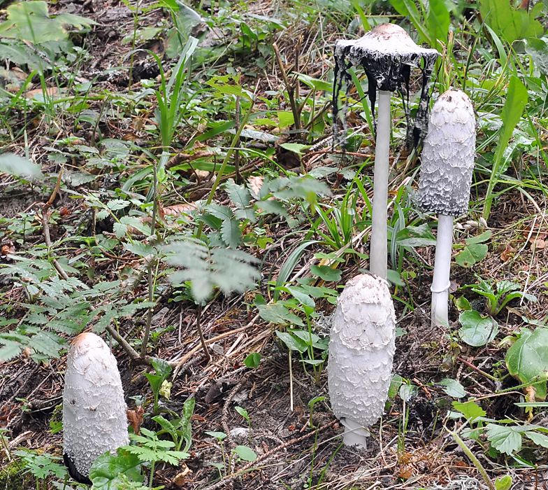 Coprinus comatus