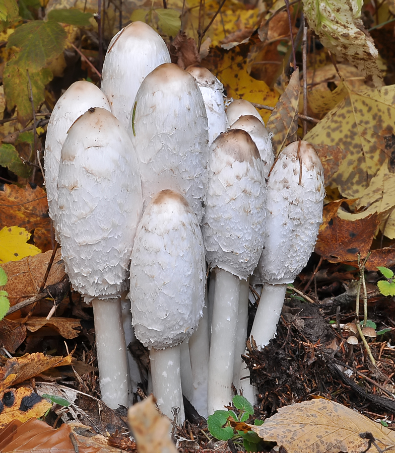 Coprinus comatus