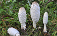 Coprinus comatus