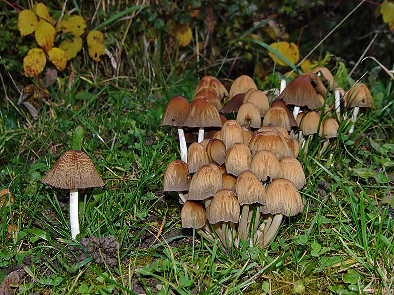 Coprinus micaceus