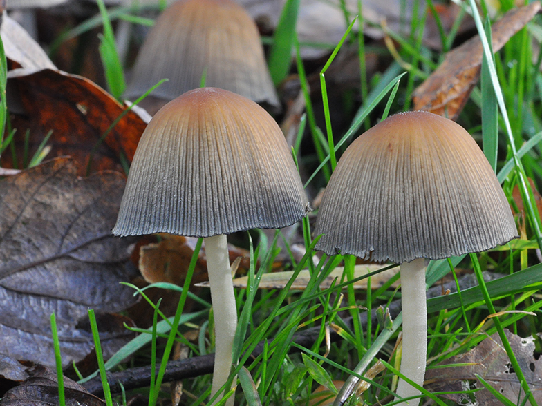 Coprinus micaceus