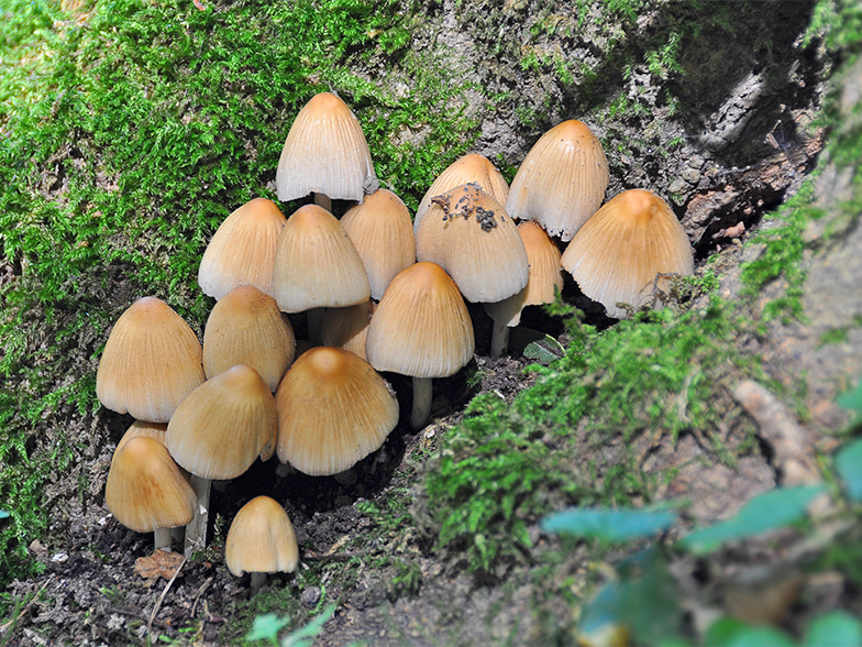 Coprinus micaceus