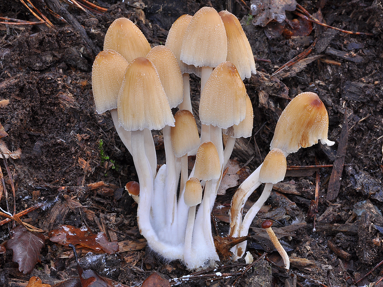 Coprinus micaceus