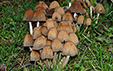 Coprinus micaceus