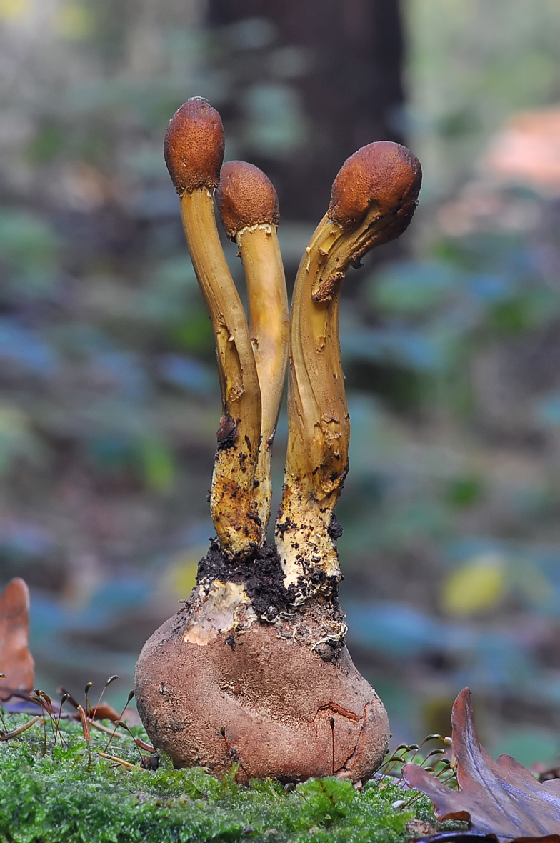 Cordyceps capitata