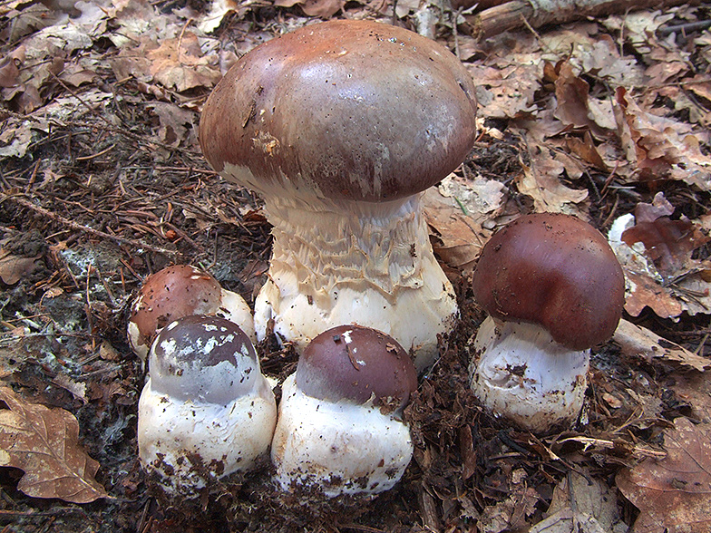 Cortinarius praestans