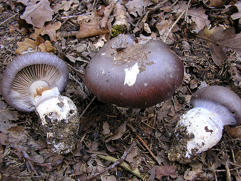 Cortinarius praestans