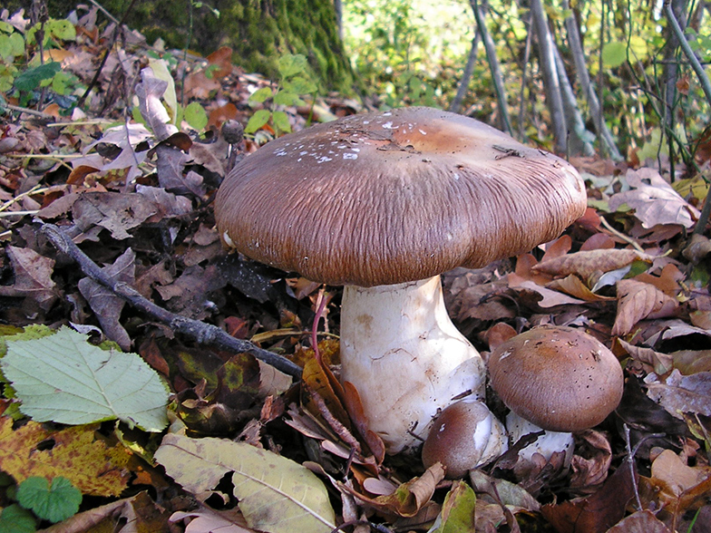 Cortinarius praestans