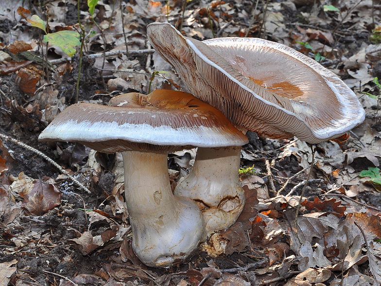 Cortinarius praestans