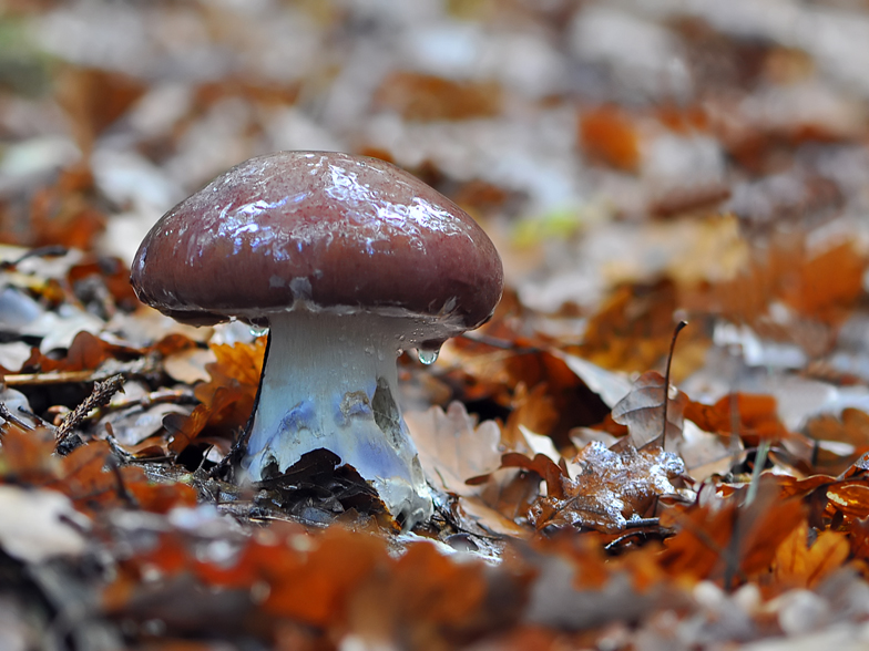 Cortinarius praestans 2013