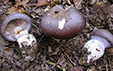 Cortinarius praestans