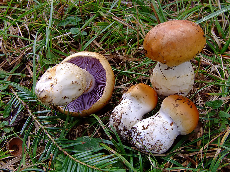 Cortinarius varius