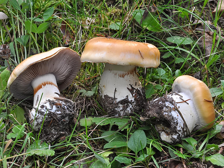 Cortinarius varius