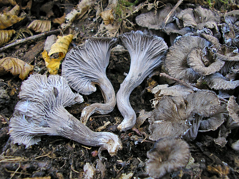 Craterellus cinereus